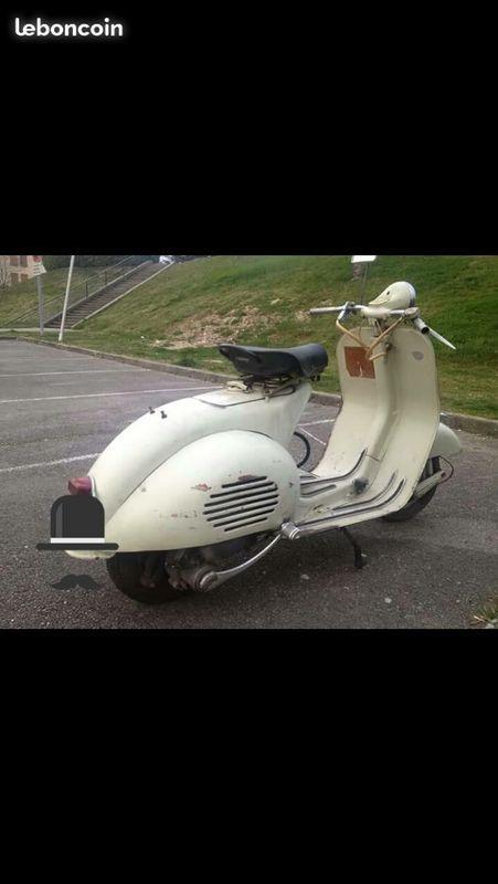 Vespa acma