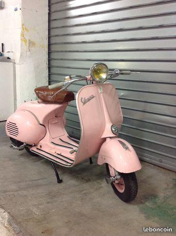 Vespa acma